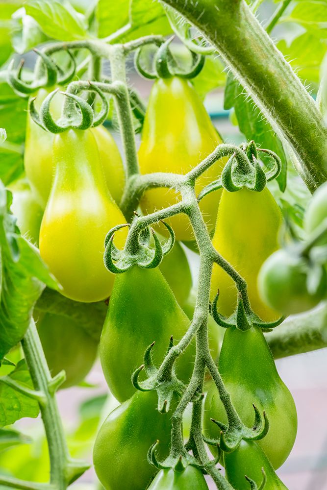 Issaquah-Washington State-USA Heirloom Yellow Pear tomatoes